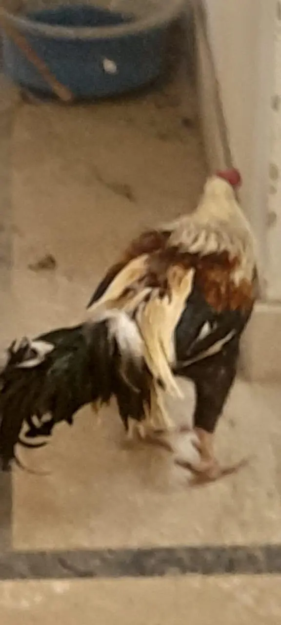 rooster, aseel others, healthy active — photo 4