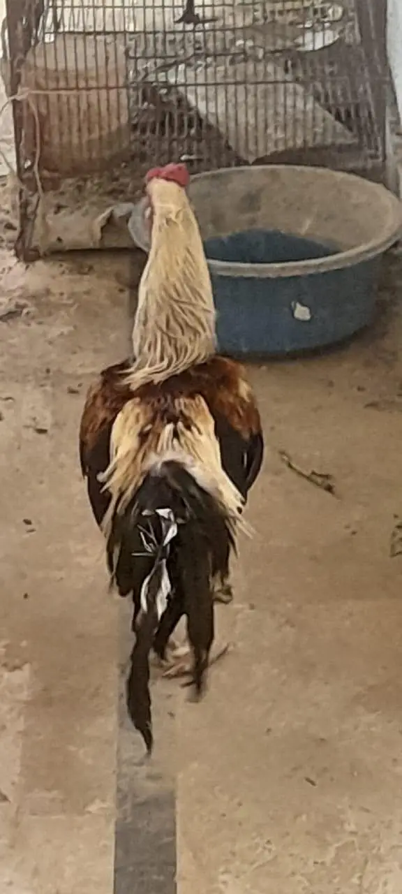 rooster, aseel others, healthy active — photo 5