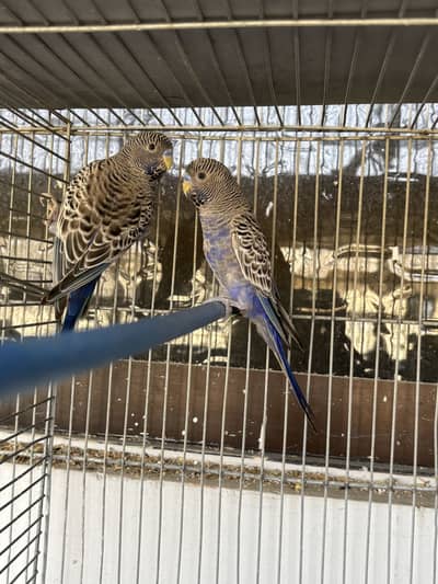 Blackface split black wing violet males