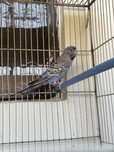 Blackface split black wing violet males
