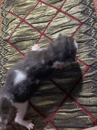 3 coted punch face  5 kittens