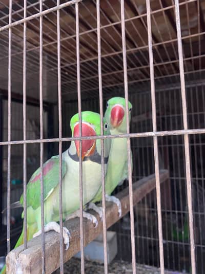 Raw Parrots Pair with Cage & Box