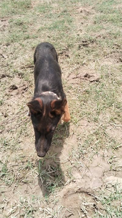 German Shepherd dog female vaccination okay WhatsApp 03350405885