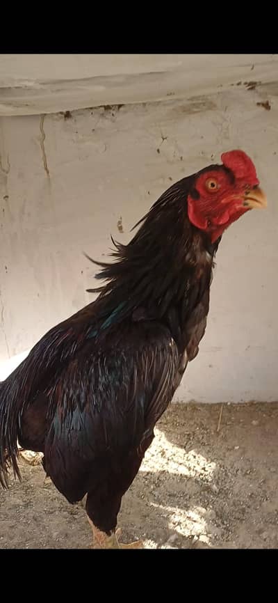 lasani   black  morga