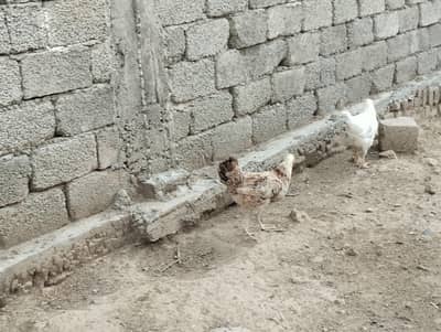 Desi hens for sale
