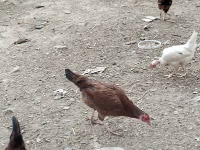 Desi hens for sale