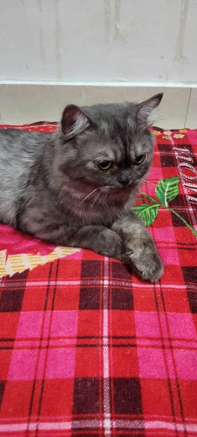 Persian cat triple coat
