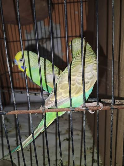 Australian Budgies