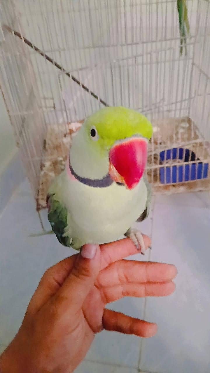 yfgnb 1