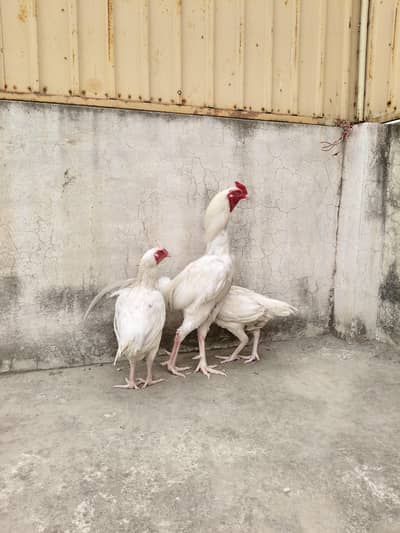 White Chicken Aseel Murgha 03004311120