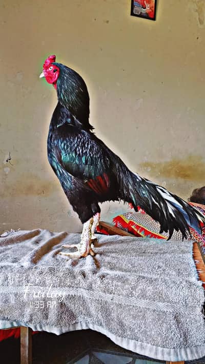 PURE MEAWALI BLOOD
