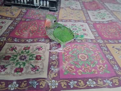 Ringneck chick for sale