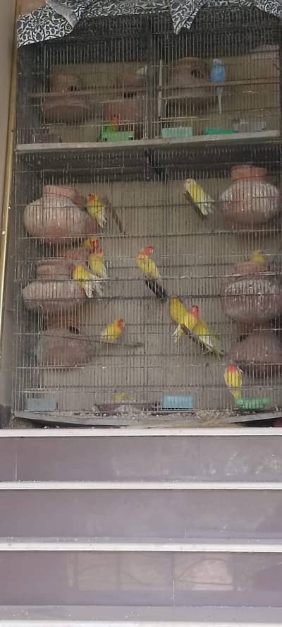 love birds for sale