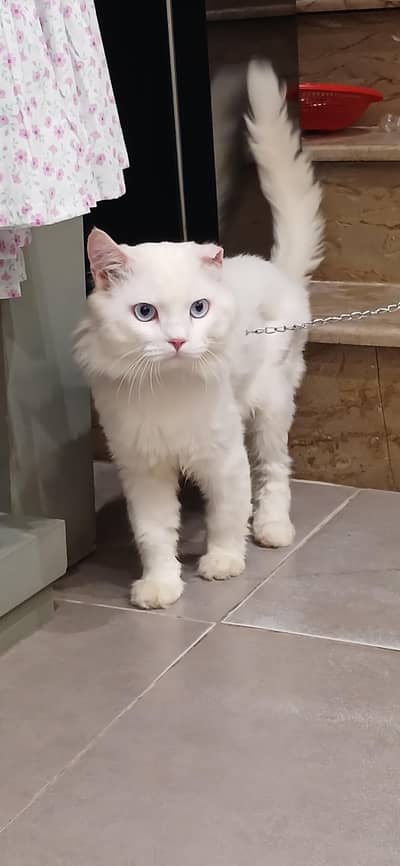Persian,male cat