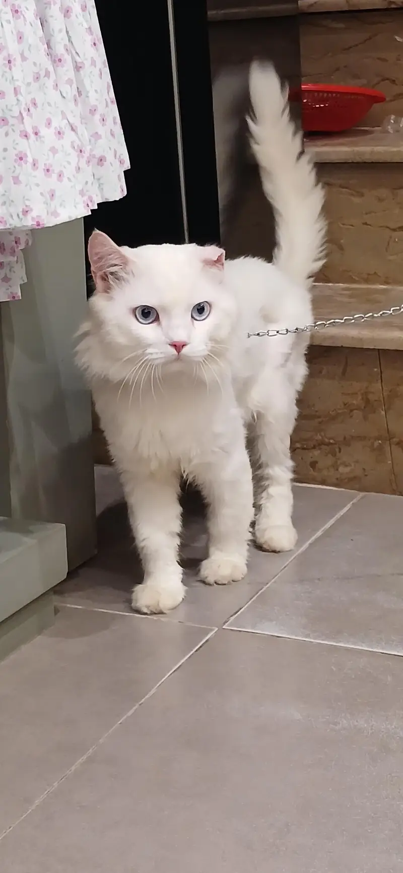 Persian,male cat