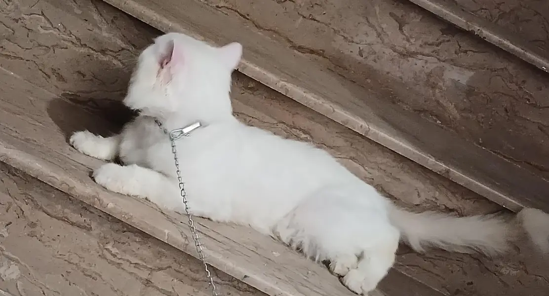 Persian,male cat — photo 2