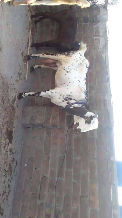 Dhood wali bakri  Whatsapp 03244695410