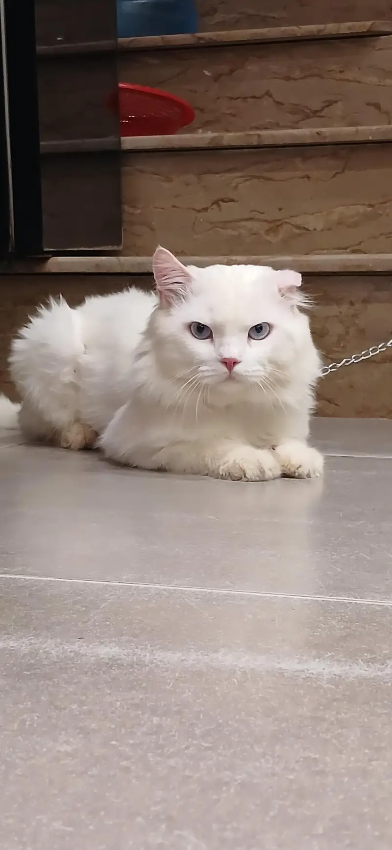 Persian,male cat — photo 3