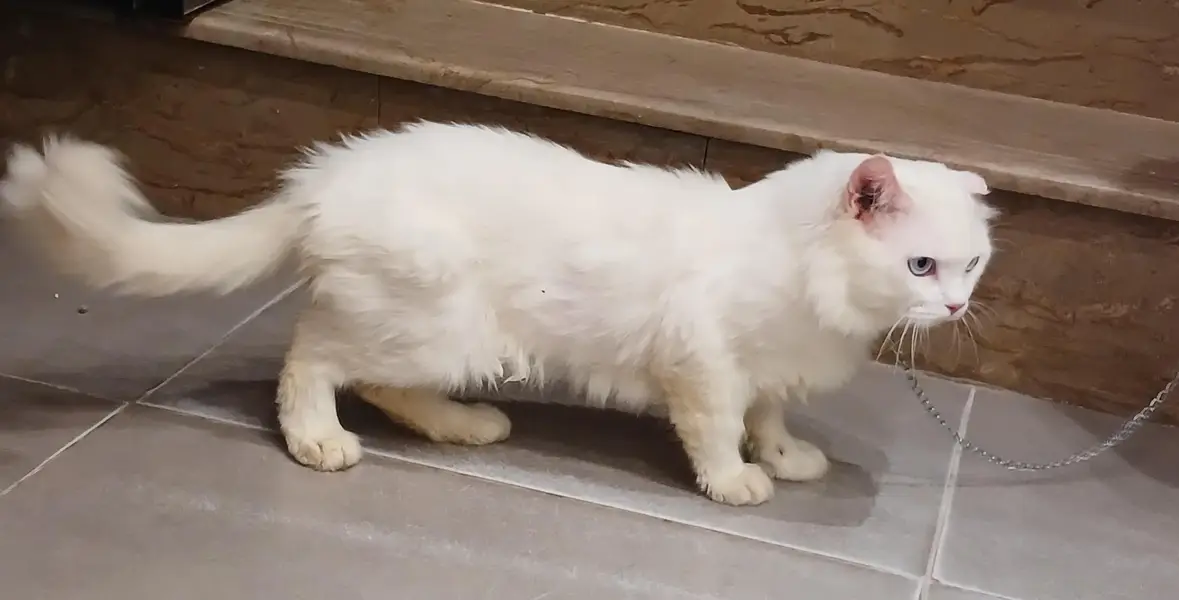 Persian,male cat — photo 4