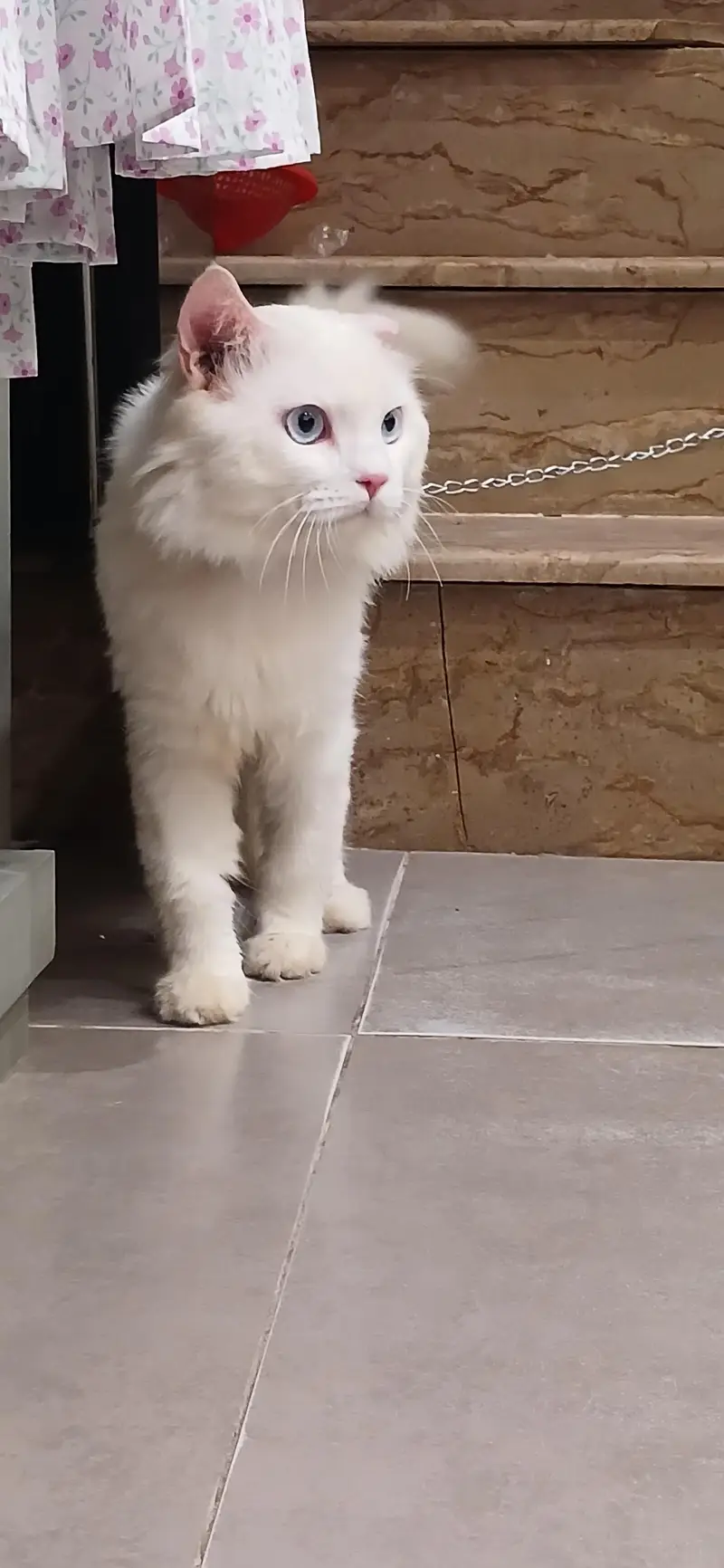 Persian,male cat — photo 5