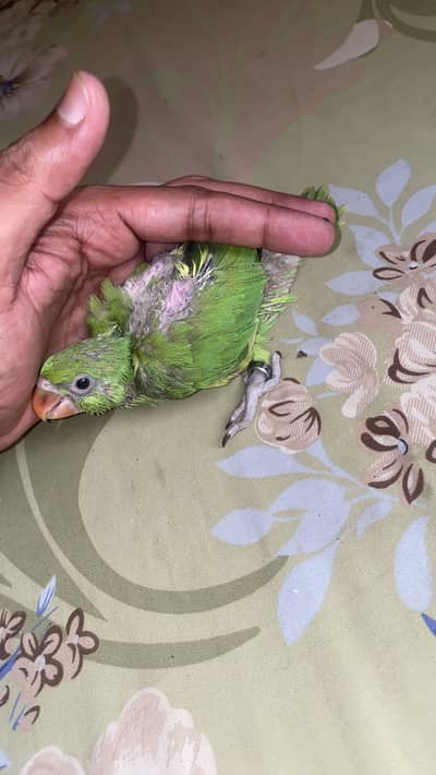 Ringneck chicks pair with identification leg ring