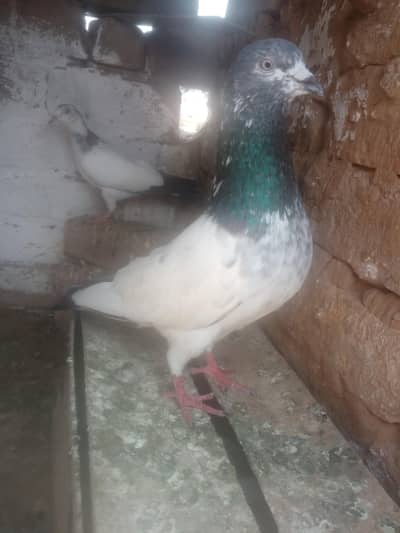 Sialkoti Breeder Male pigeon