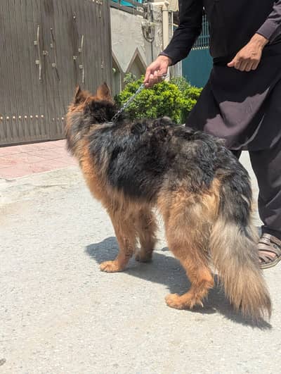 Healthy Active German Shepherd Male - 12 Months Old