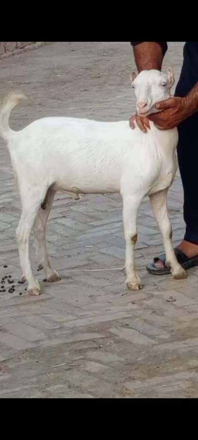 teddy goats available
