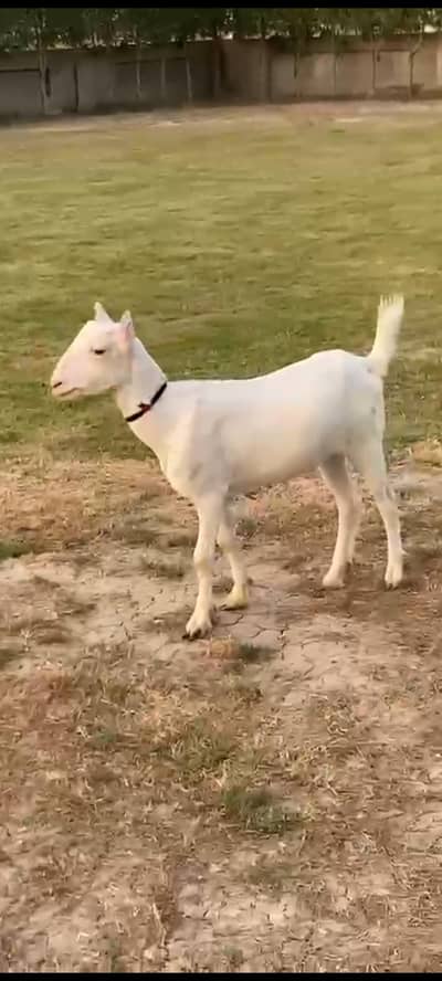 teddy goats available