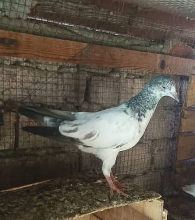 10 pigeons chicks for sale at low rate