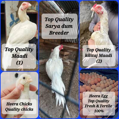 Top Quality heera egg available