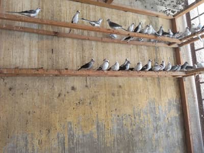 DIMOND PIED DOVE