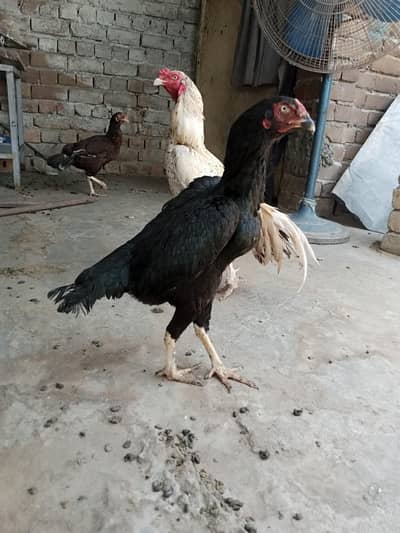 mushkil lasani madi for sale