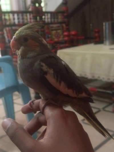 hand feeding parrot