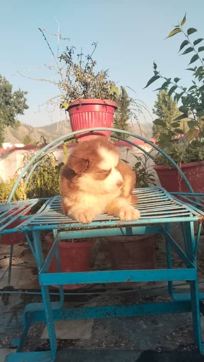 Saibarian husky puppys for sale