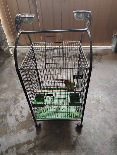 Raw parrot handtame self with cage