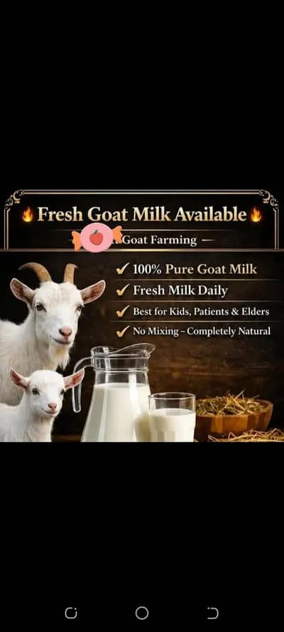 Goat Milk WhatsApp 03244695410