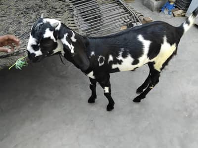 03295910656  Bakri 6 month female