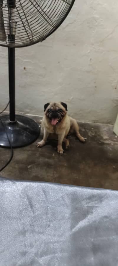 pure breed of punch face pug