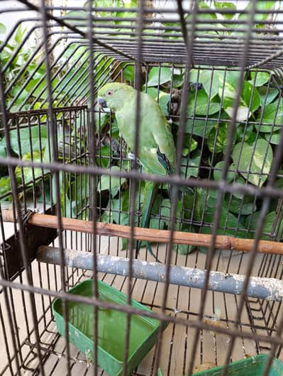 Ring neck four breeding female parrots for sale