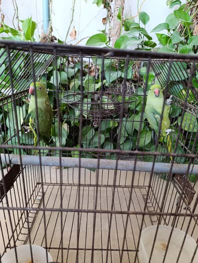 Ring neck two breeding female parrots for sale