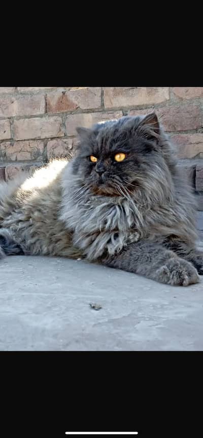 Male cat triple coated punch face