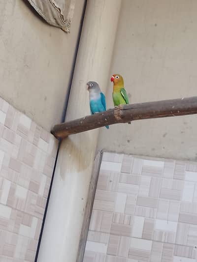 Love bird breeder pair for sale