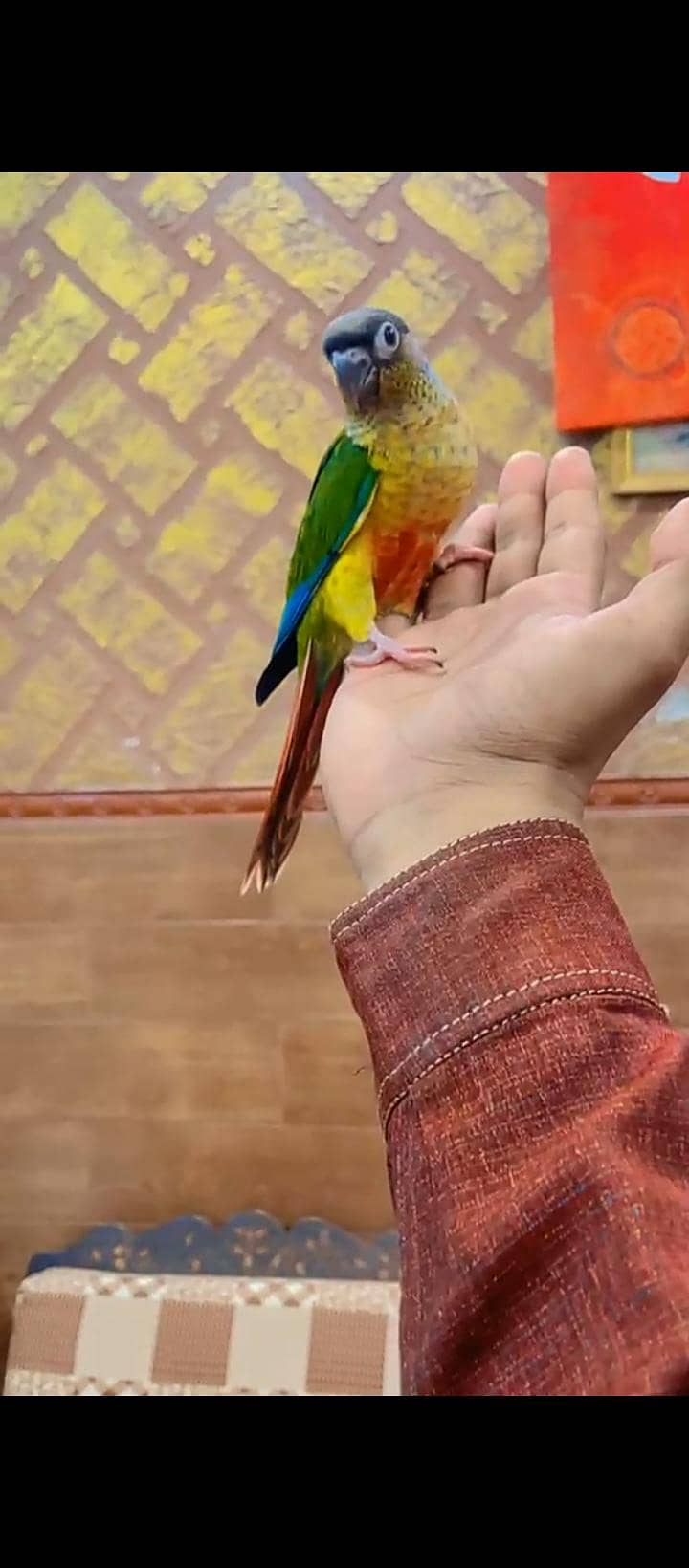 conure 0