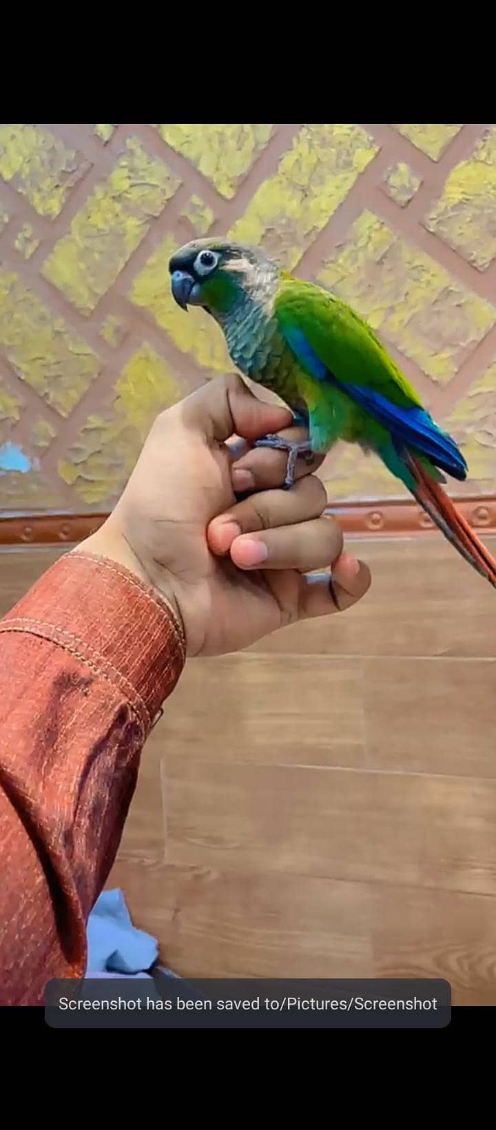 conure 1