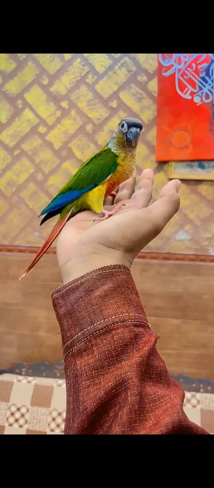 conure 2