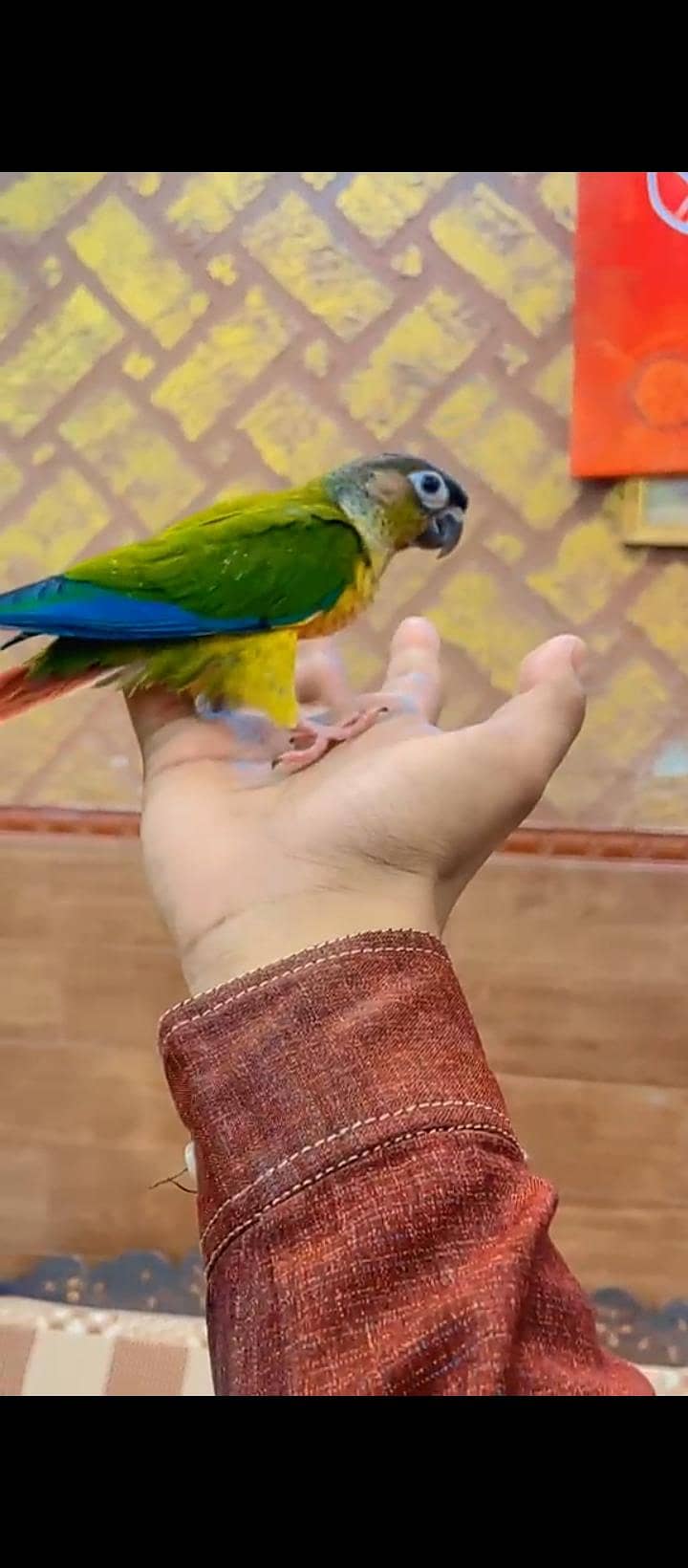 conure 3