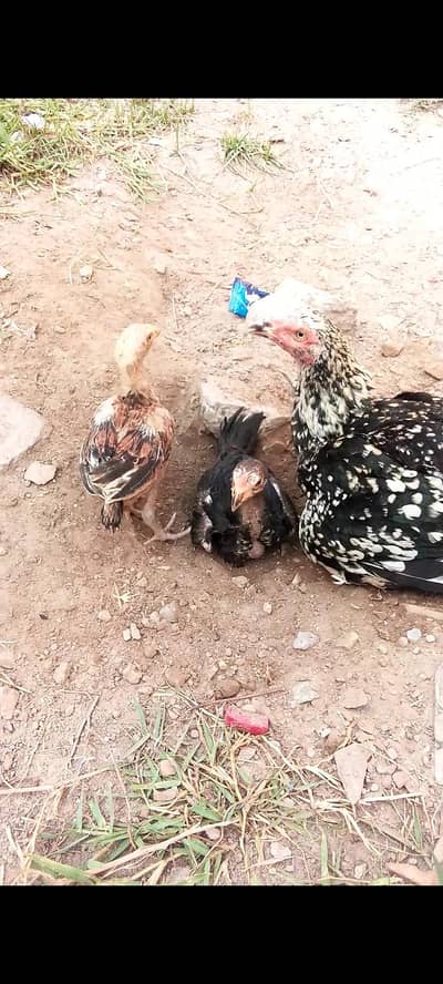 Pure Aseel Chicks and Hen urgent for sale