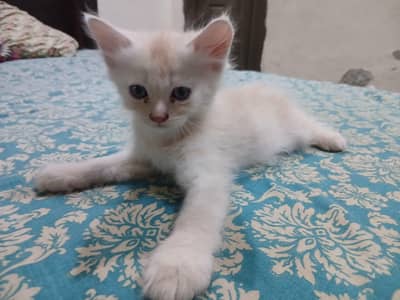 Persian kitten double coat