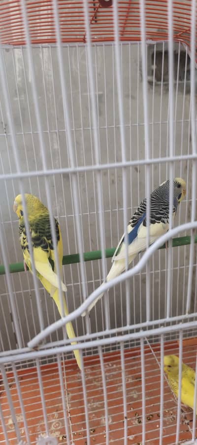 Australian Parrots 3 Pairs